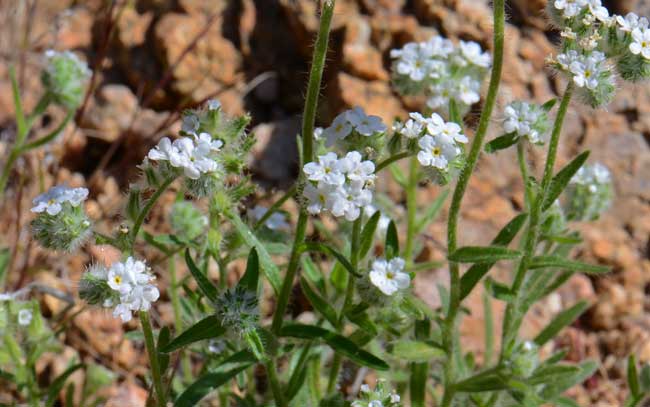 Narrowstem Cryptantha is a native annual that grows to 12 inches or so. It prefers mesas and rocky slopes and limestone soils. Often found in Creosote bush and pinyon-juniper communities. Cryptantha gracilis Narrowstem Cryptantha is a native annual that grows to 12 inches or so. It prefers mesas and rocky slopes and limestone soils. Often found in Creosote bush and pinyon-juniper communities. Cryptantha gracilis